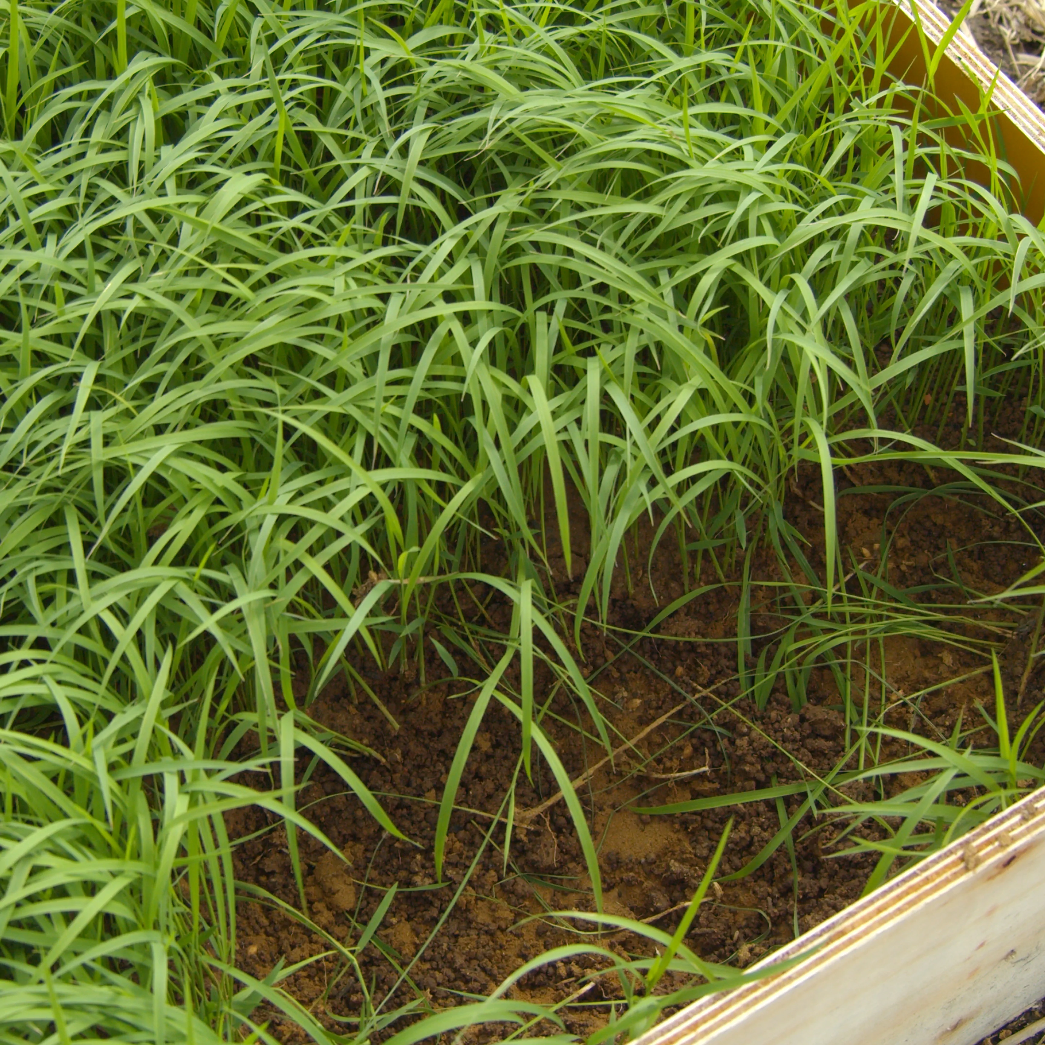 甘みを引き出す設計と安全への配慮